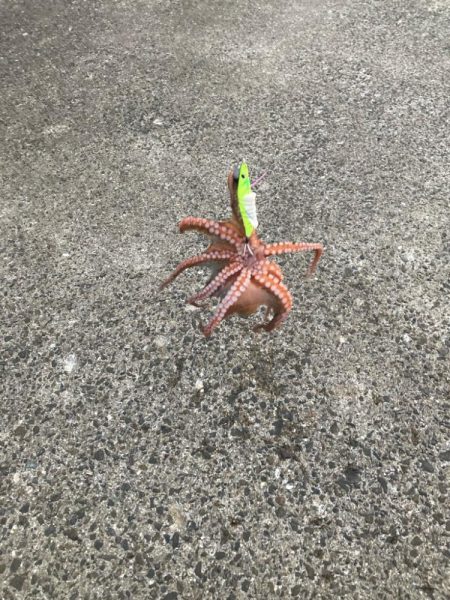 ⭐︎コスパ良し