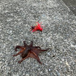 ムコイチタコ🐙