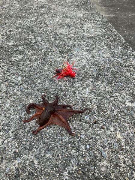 ムコイチタコ🐙