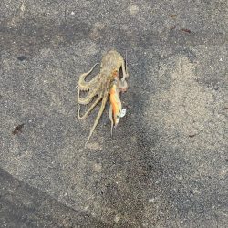 パッとしません