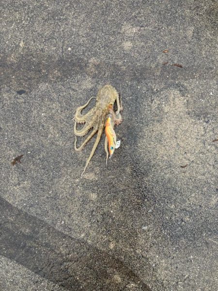 パッとしません