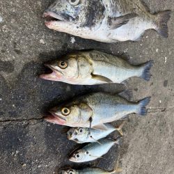 エビ撒き 活性高いです