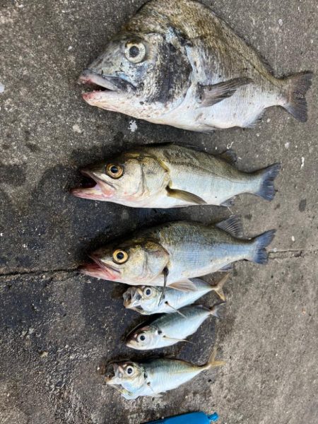 エビ撒き　活性高いです