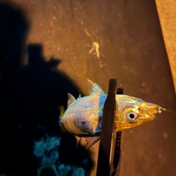 ポイント移動が吉