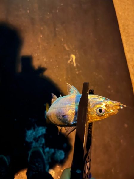 ポイント移動が吉