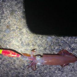 待ってました^_^