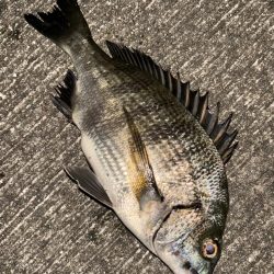 ヘチってきました