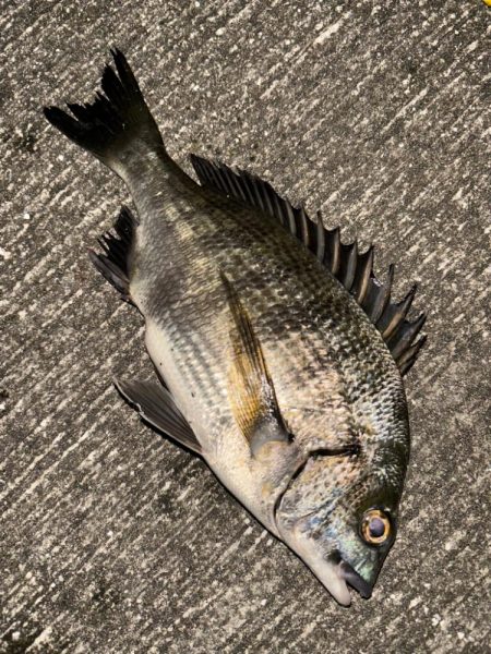 ヘチってきました