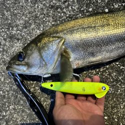 初めてちゃんとスネコンで釣れたっ！しかも150S!