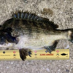 PEタックルに持ち替えてチヌ‼️