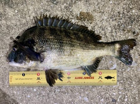 PEタックルに持ち替えてチヌ‼…