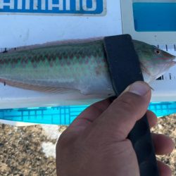 シロギスタ、本庄浜竜宮城で玉手箱