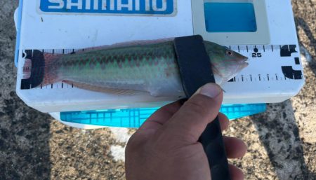 シロギスタ、本庄浜竜宮城で玉手箱