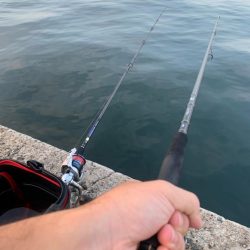 1年ぶりからの昨日ぶりのサビキ