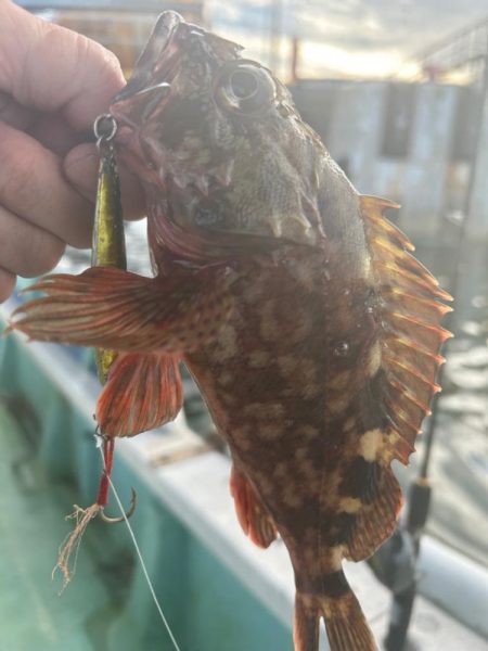 数は少ないですが4目達成！