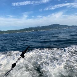 今年の夏ハマチはコンディション良さそう