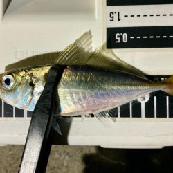 豆に入れ替わったか〜⁉️