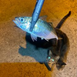 アジつ抜け達成