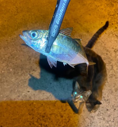 アジつ抜け達成