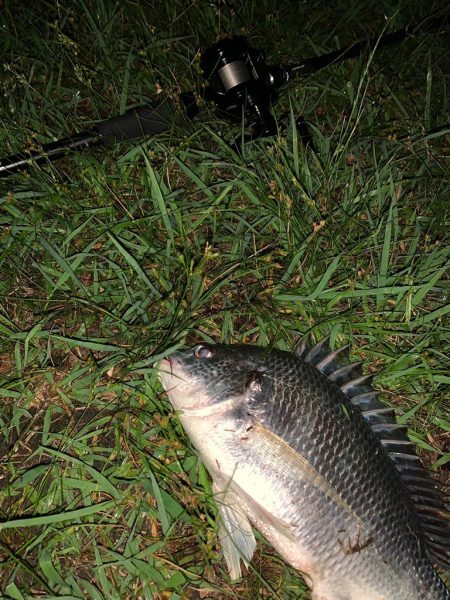 淀川のチニング