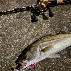 やっぱりボトムのネチりが正義！