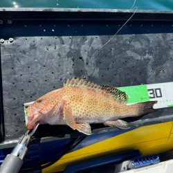 良型オオモンハタ