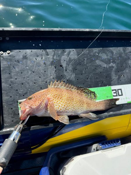 良型オオモンハタ