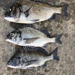 おチヌさん好調です