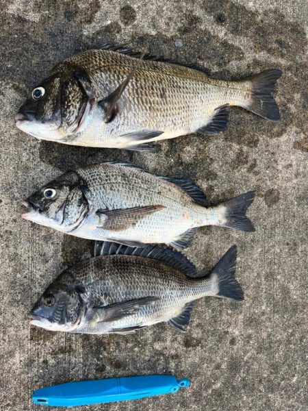 おチヌさん好調です