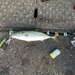 中潮･上げ潮･朝マズメ 相性抜群！