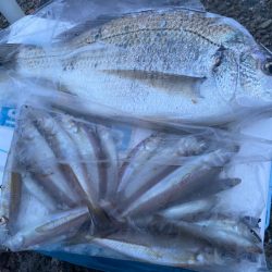 シロギスタキビレスタ