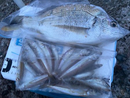 シロギスタキビレスタ