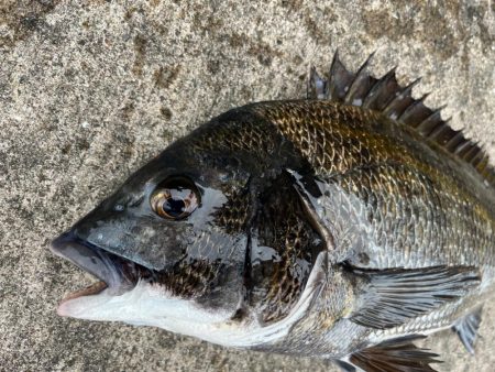 渋過ぎます　おチヌさん