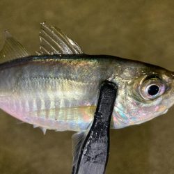 鯵さん、おかえり〜😁