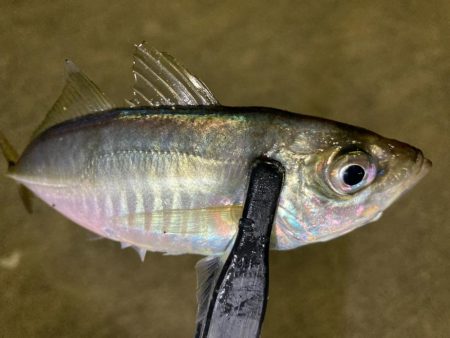 鯵さん、おかえり〜😁