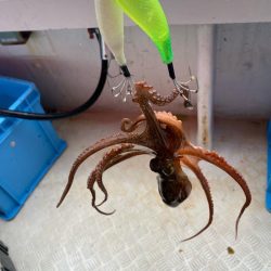 明石 タコ釣り