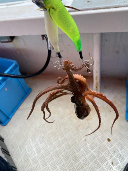 明石 タコ釣り