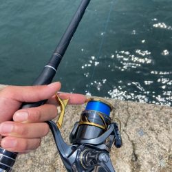 梅雨グレ終盤で波止釣り