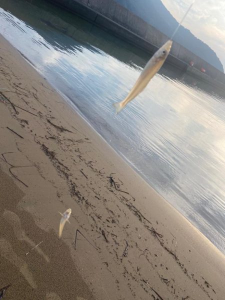 シロギスタ舞鶴へ行く②