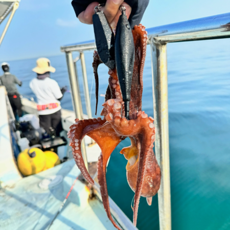 タコ/エギタコ&イカ/イカメタル