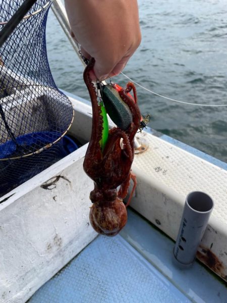 船タコいい感じ