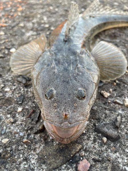 久々の放課後釣行