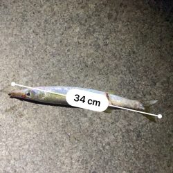 クロダイなど四目達成