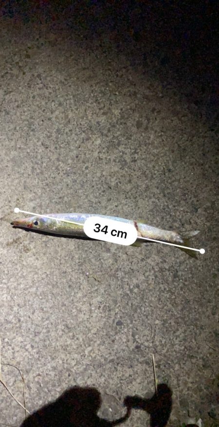 クロダイなど四目達成