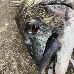 おチヌさん狙いでエビ撒き