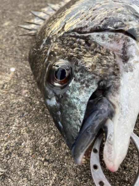 おチヌさん狙いでエビ撒き