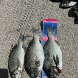 魚津港フカセ釣り