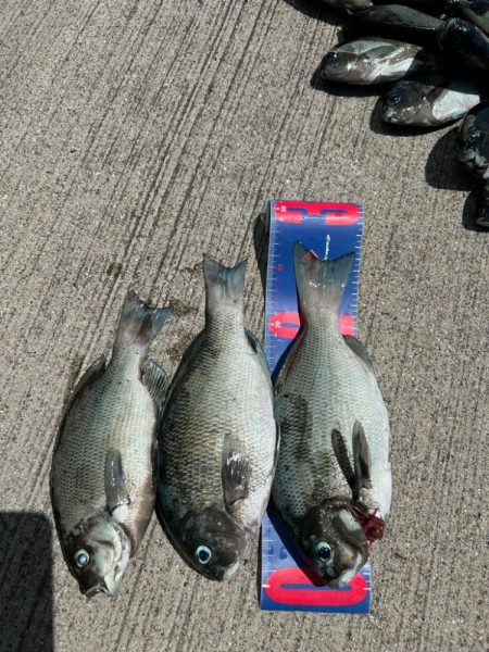 魚津港フカセ釣り