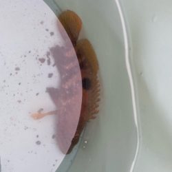 カマスが釣れたぁ(*´꒳`*)