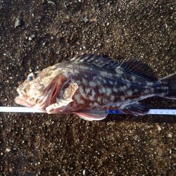 武庫一のBIG登場!